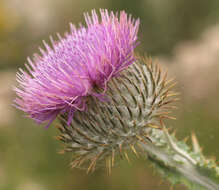 Image of Cotton Thistle