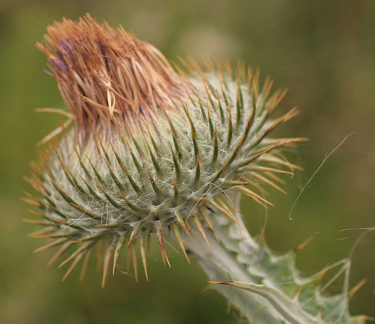 Image of Cotton Thistle