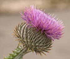 Image of Cotton Thistle