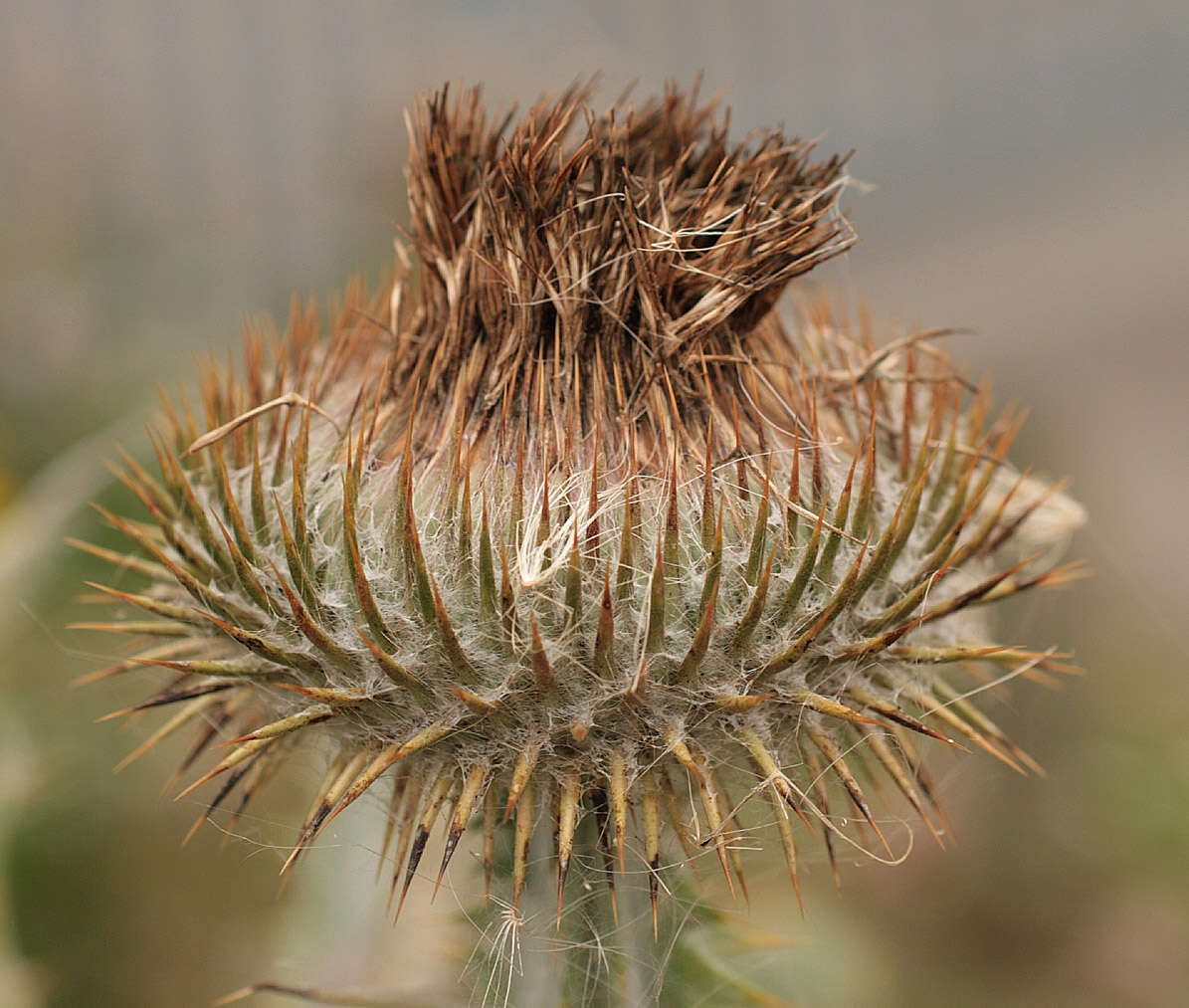 Image of Cotton Thistle