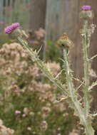 Image of Cotton Thistle