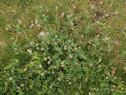 Imagem de Trifolium arvense L.