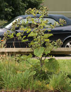 Image of greater burdock