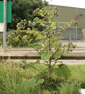 Image of greater burdock