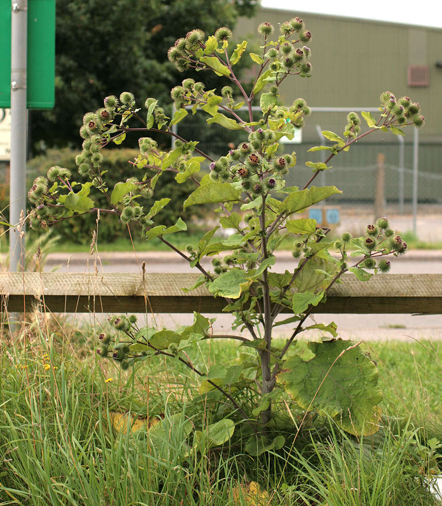 Image of greater burdock