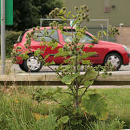 Image of greater burdock