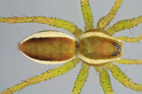 Image of Raft spider