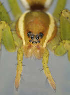 Image of Raft spider