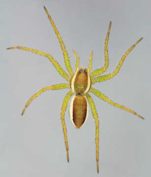 Image of Raft spider