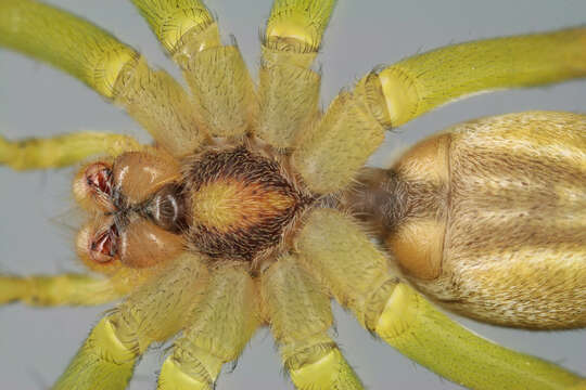 Image of Raft spider