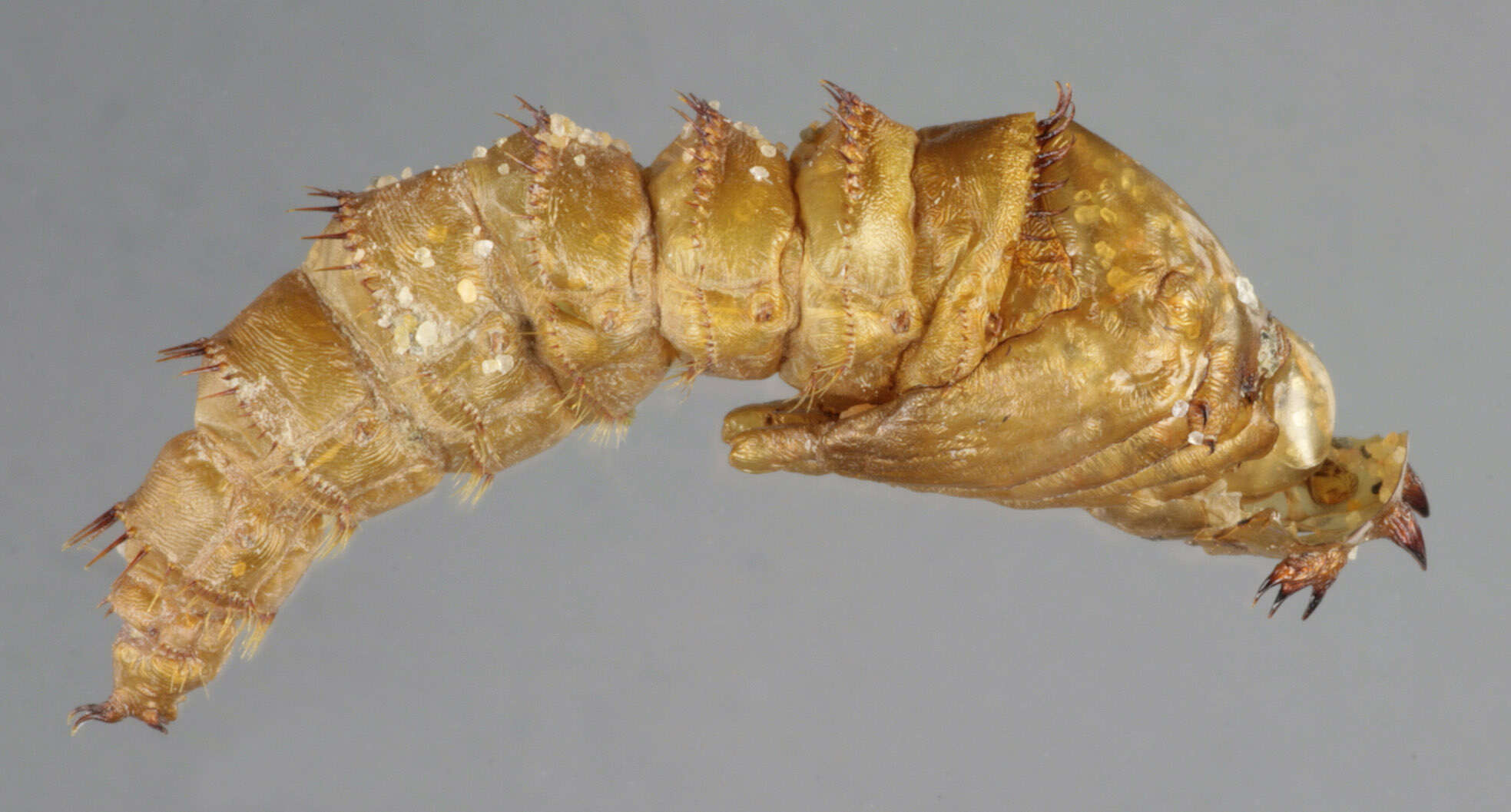 Image of Philonicus albiceps (Meigen 1820)