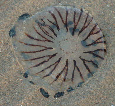 Image of Compass jellyfish