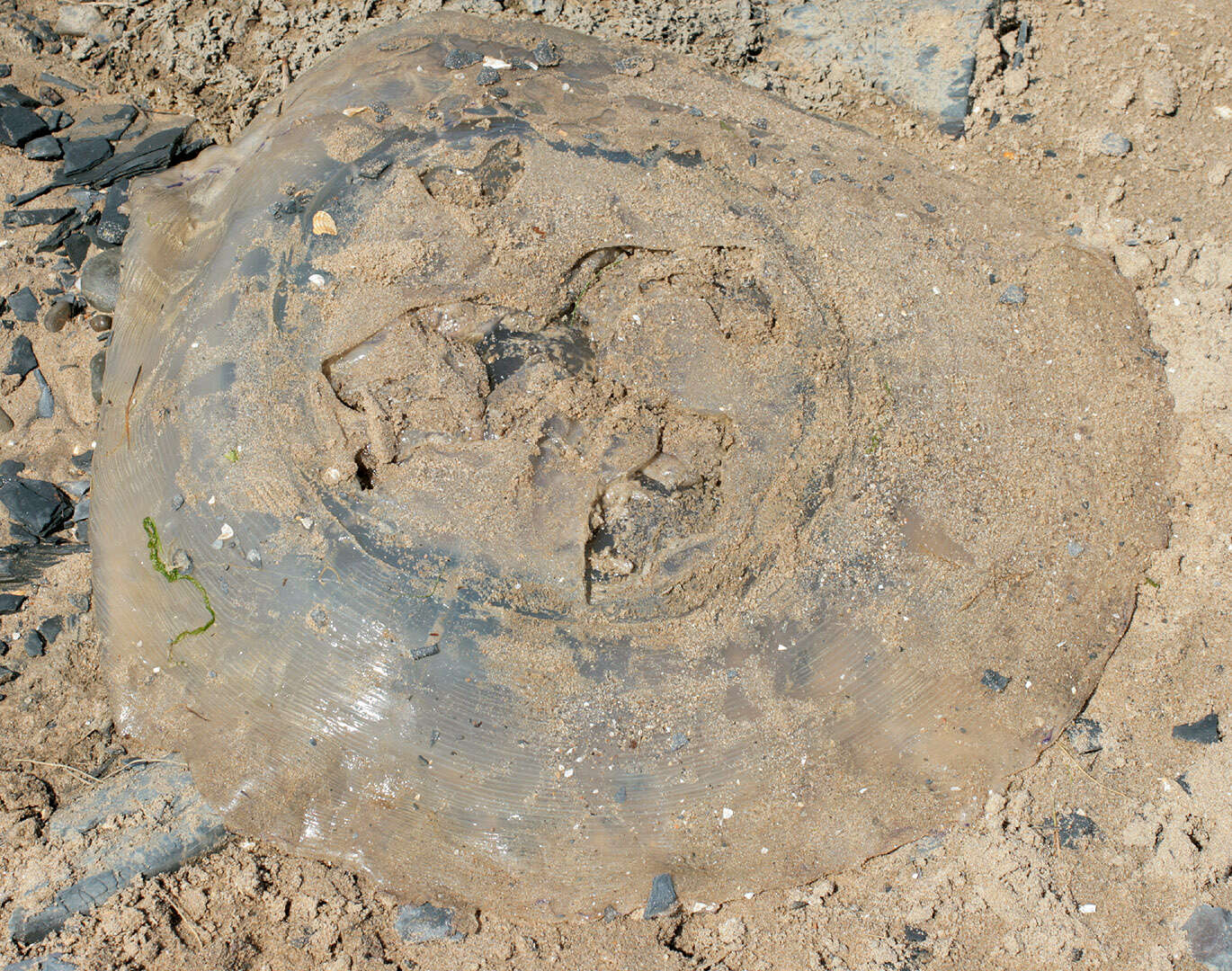 Image of barrel jellyfish