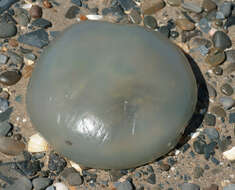 Image of barrel jellyfish