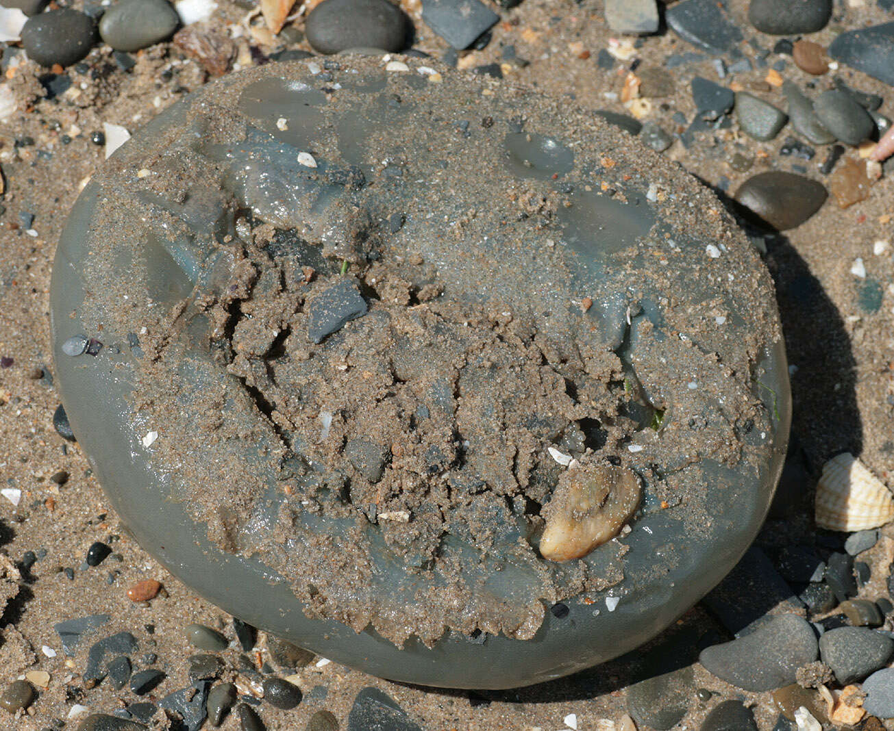 Image of barrel jellyfish