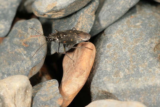 Image of Macrosaldula scotica (Curtis 1833)