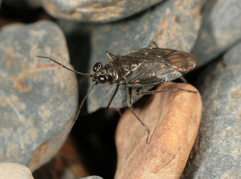 Image of Macrosaldula scotica (Curtis 1833)