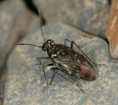 Image of Macrosaldula scotica (Curtis 1833)