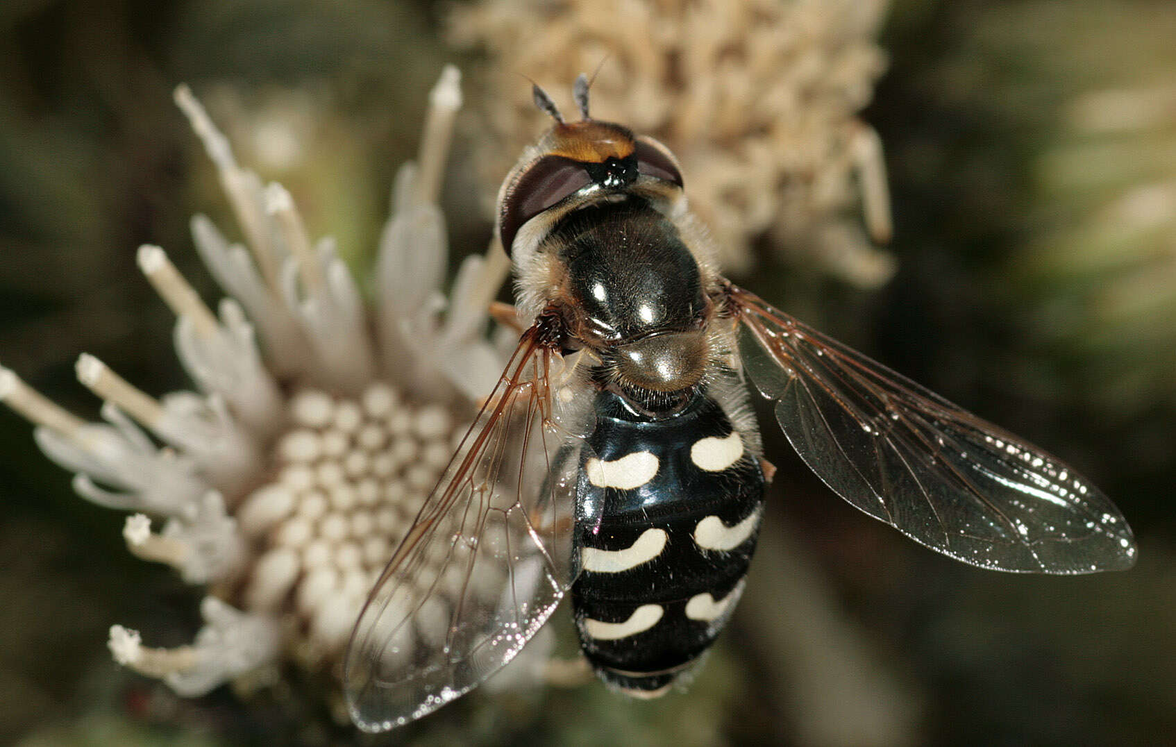 Imagem de Scaeva pyrastri (Linnaeus 1758)