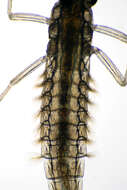 Image of Cloeon dipterum (Linnaeus 1761)