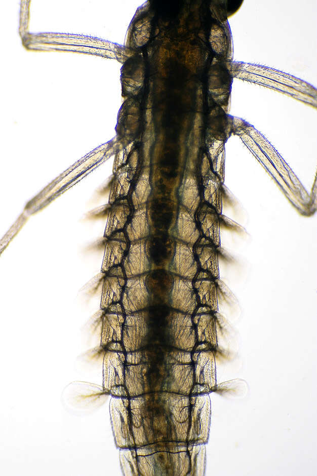 Image of Cloeon dipterum (Linnaeus 1761)