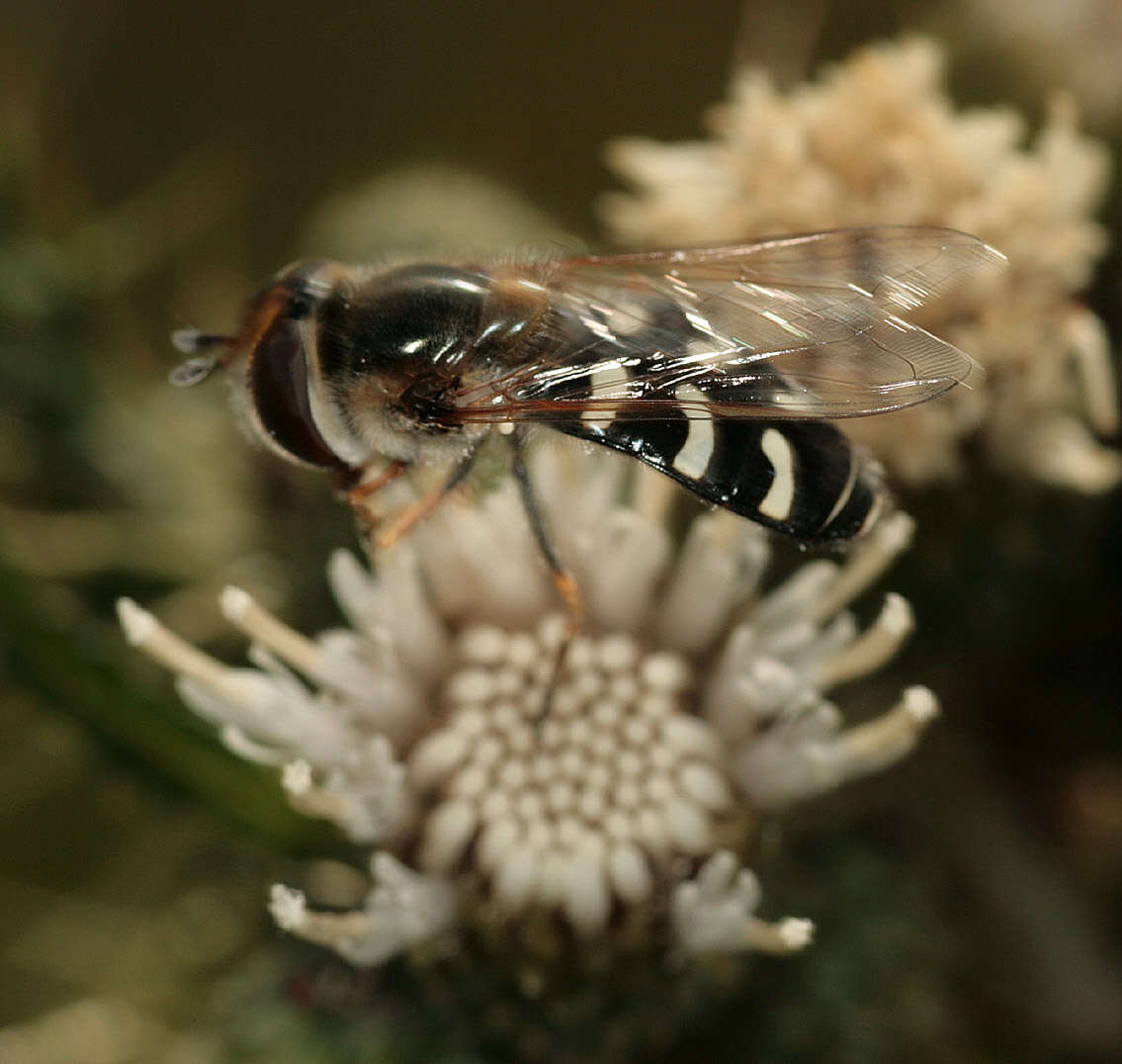 Imagem de Scaeva pyrastri (Linnaeus 1758)