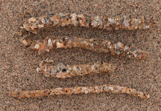 Image of sandmason worm or sand mason worm