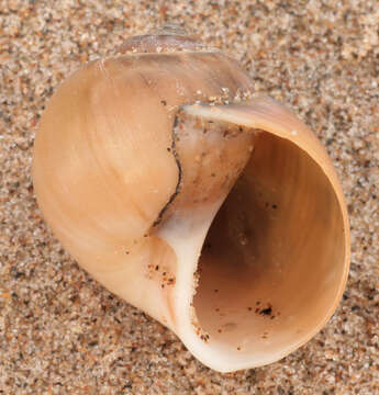 Image of European necklace shell