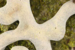 Image of Diderma chondrioderma