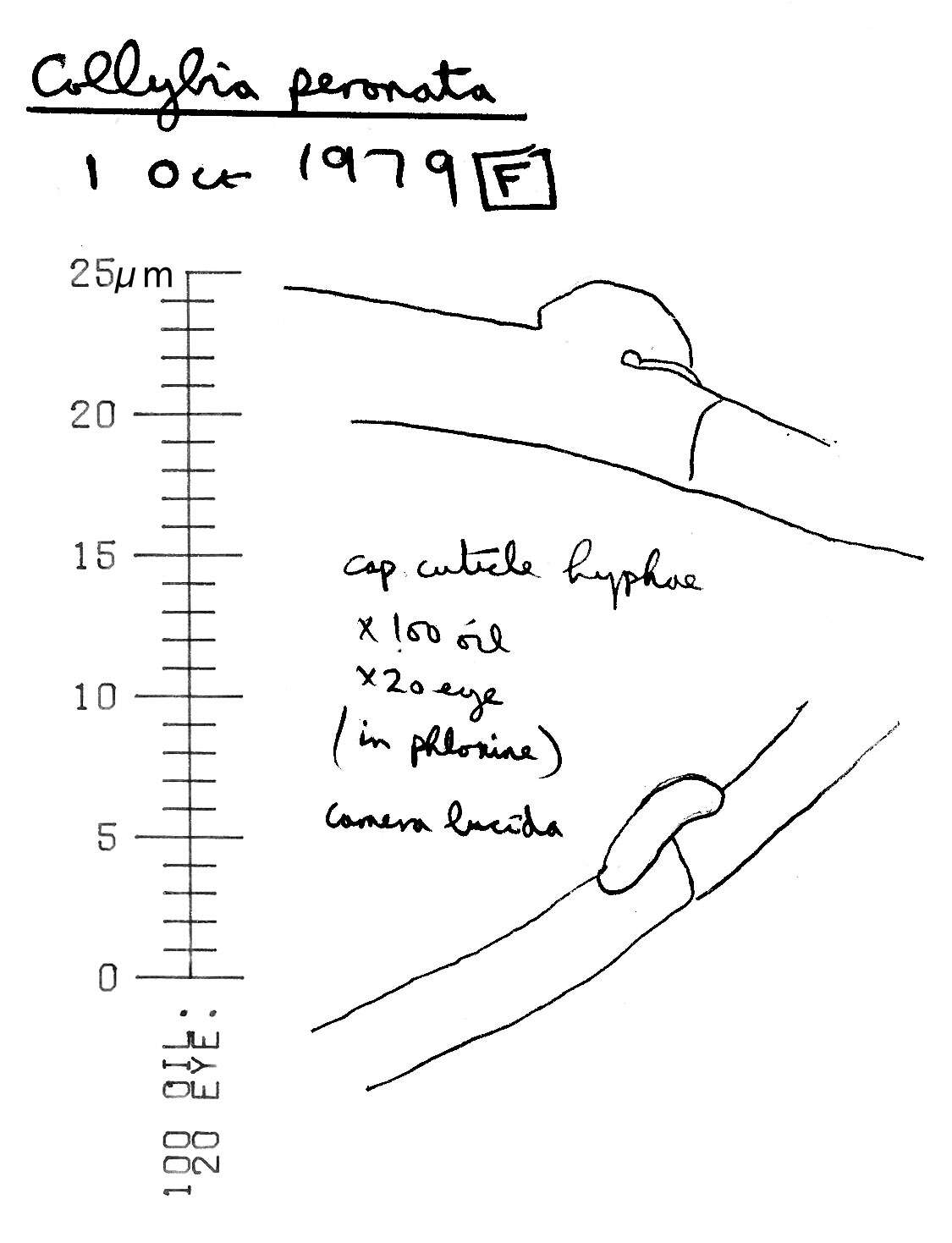 Image of Wood woolly-foot