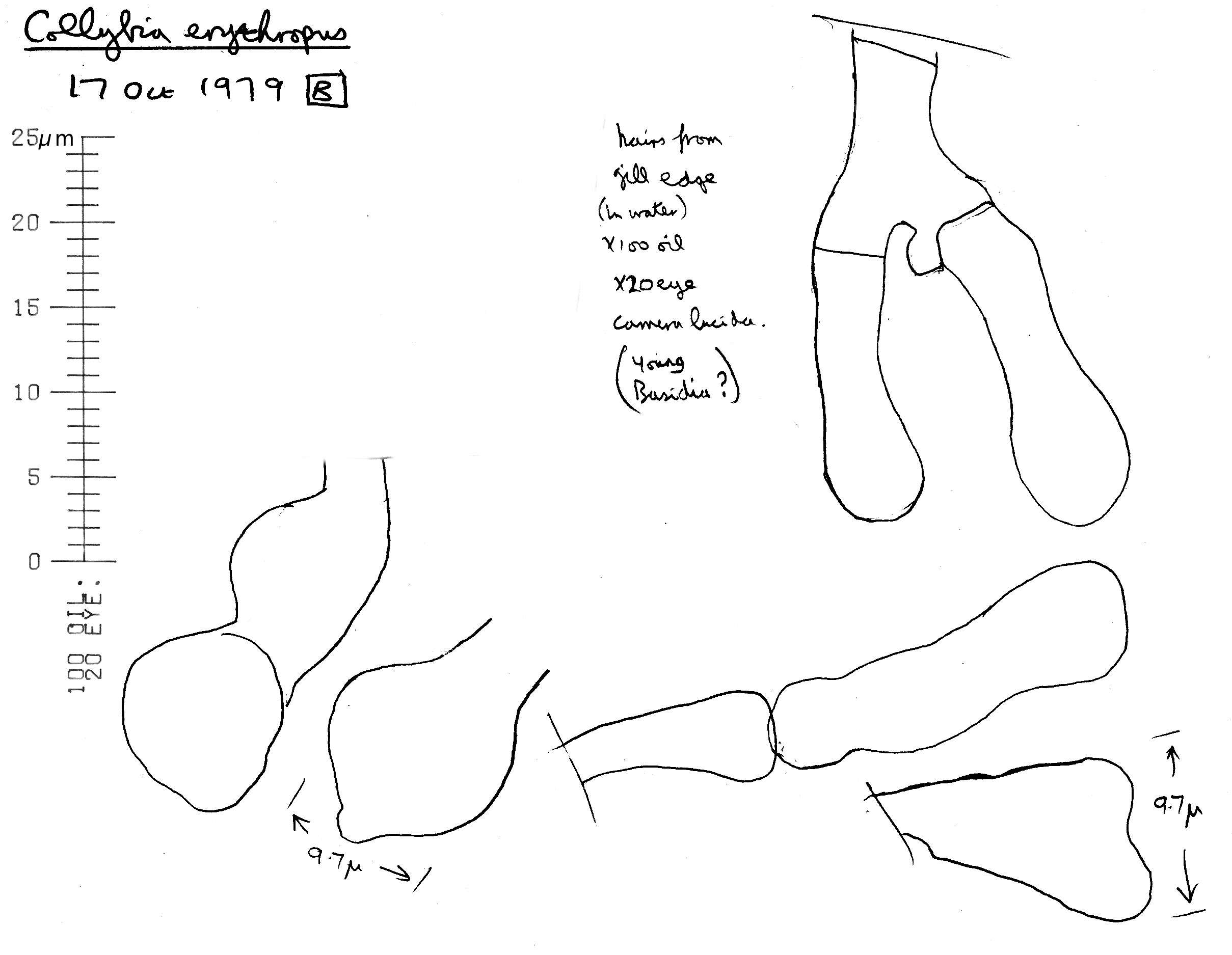 Image of Gymnopus erythropus (Pers.) Antonín, Halling & Noordel. 1997