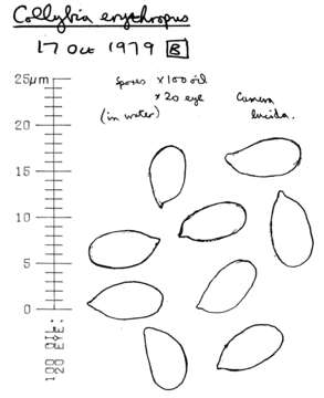 Image of Gymnopus erythropus (Pers.) Antonín, Halling & Noordel. 1997