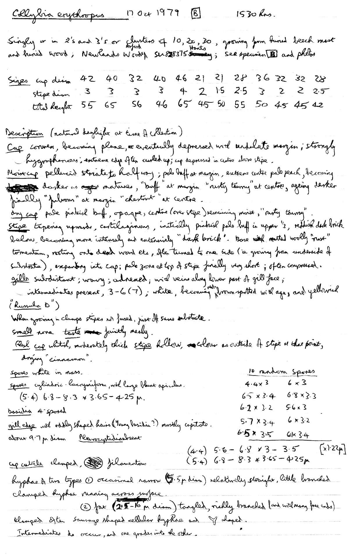 Image of Gymnopus erythropus (Pers.) Antonín, Halling & Noordel. 1997