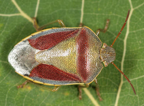 Image of Piezodorus lituratus (Fabricius 1794)