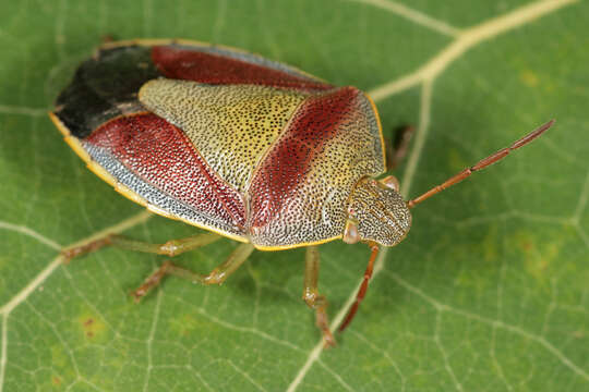 Image of Piezodorus lituratus (Fabricius 1794)