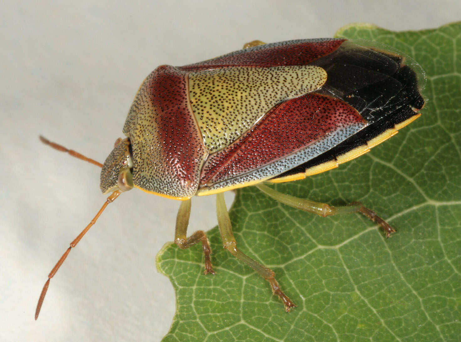 Image of Piezodorus lituratus (Fabricius 1794)