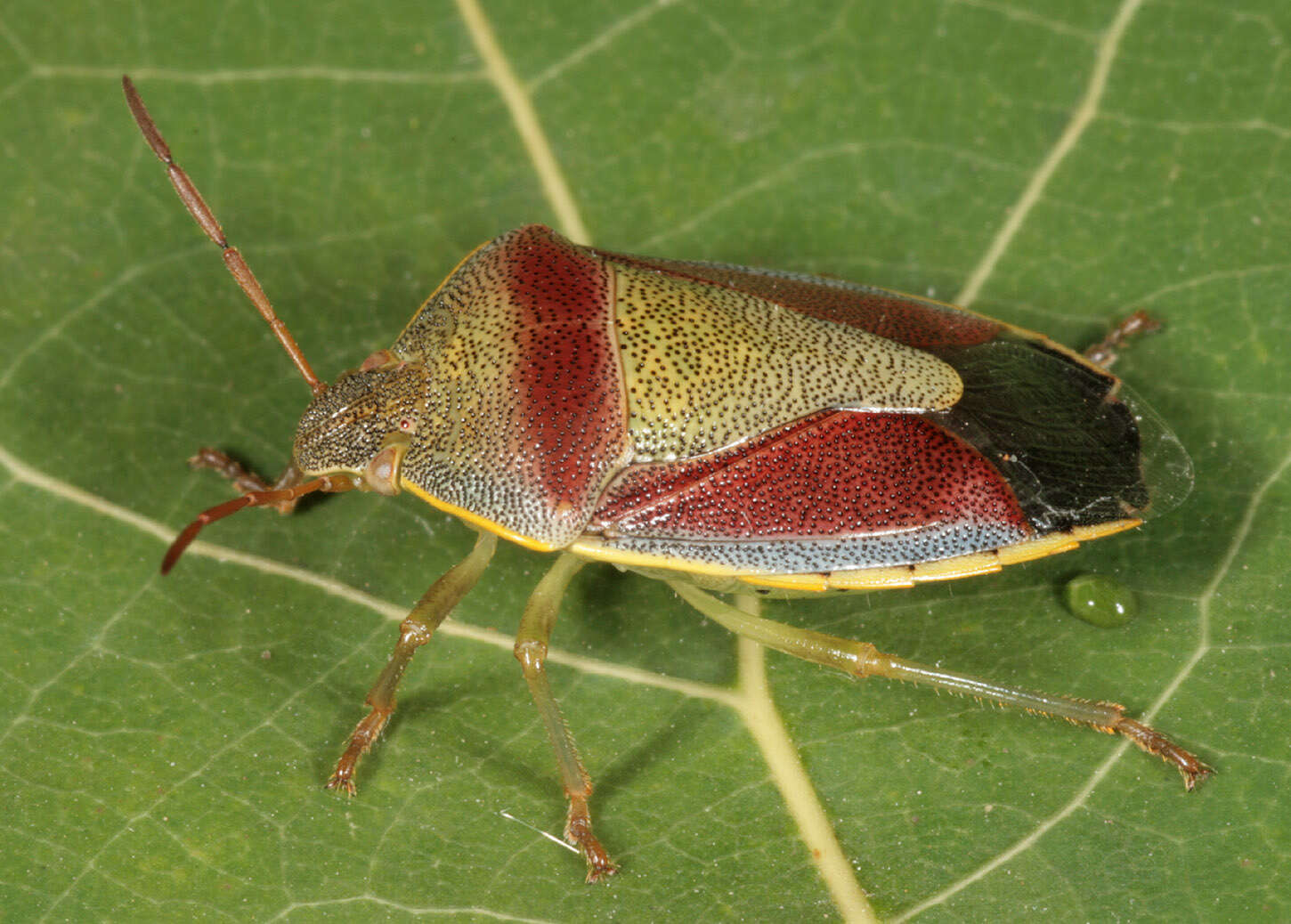 Image of Piezodorus lituratus (Fabricius 1794)