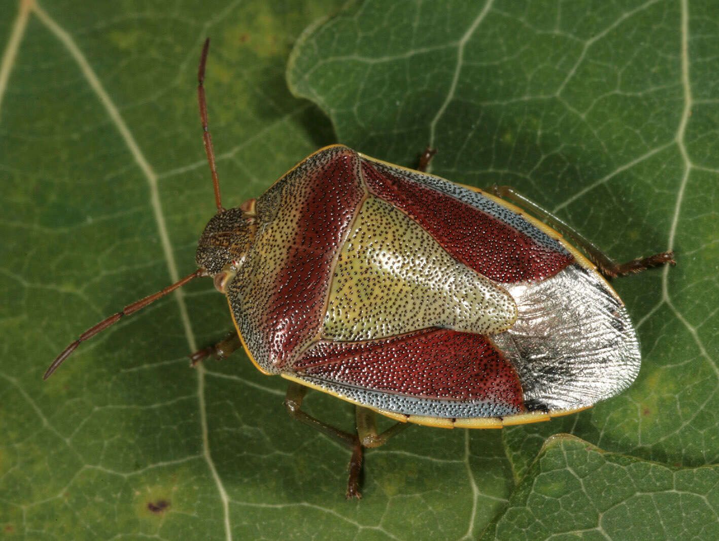 Image of Piezodorus lituratus (Fabricius 1794)