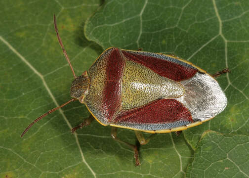 صورة Piezodorus lituratus (Fabricius 1794)