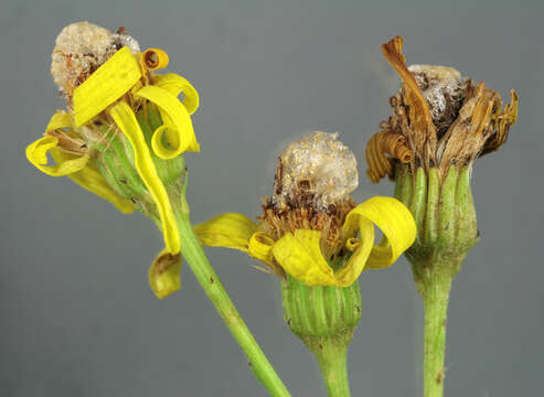 Image of Botanophila seneciella (Meade 1892)