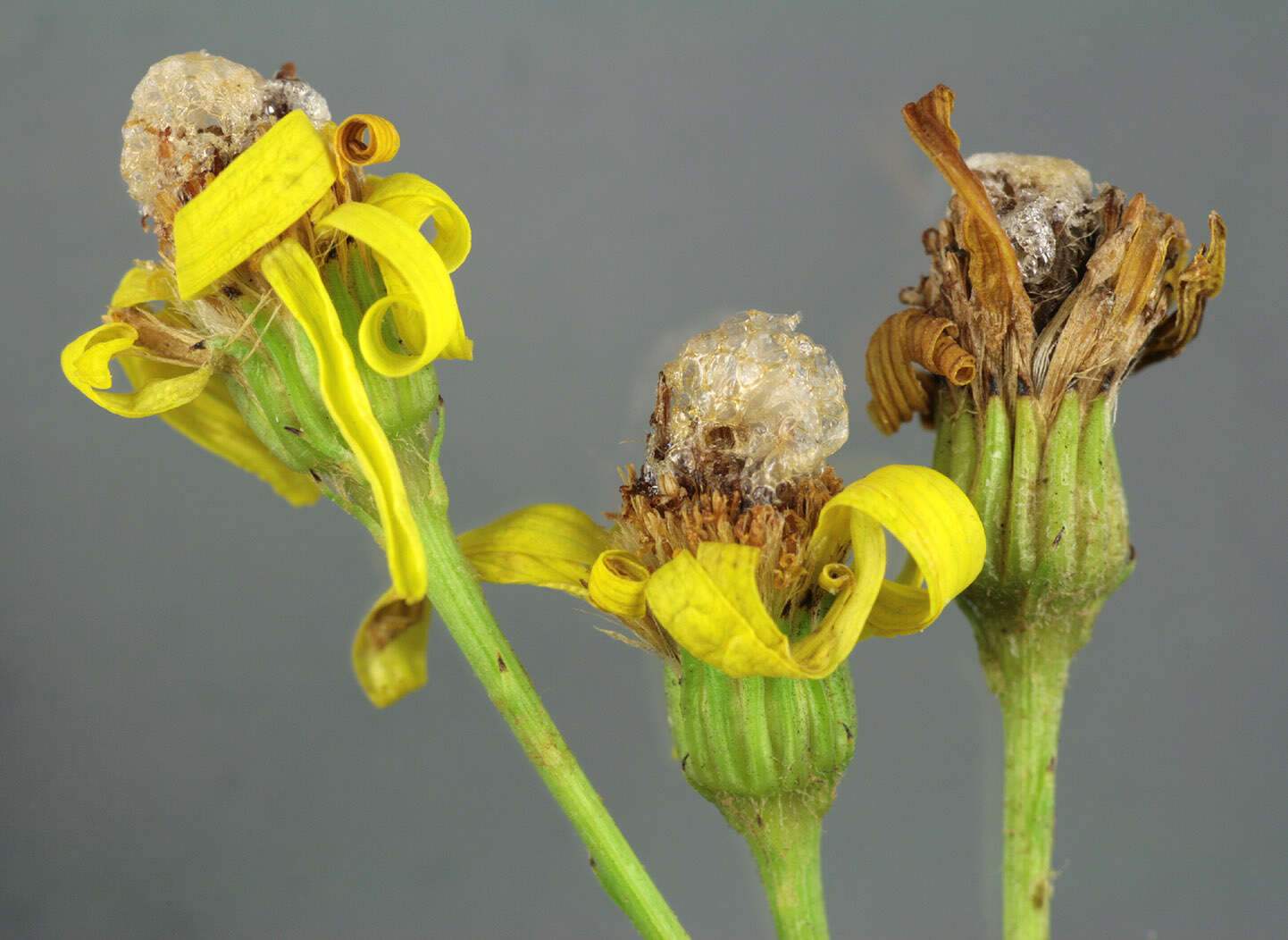 Sivun Botanophila seneciella (Meade 1892) kuva