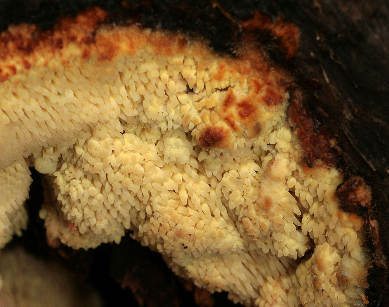 Image of Orchard toothcrust