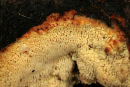 Image of Orchard toothcrust