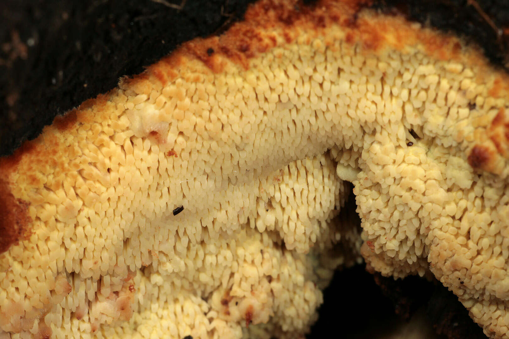 Image of Orchard toothcrust