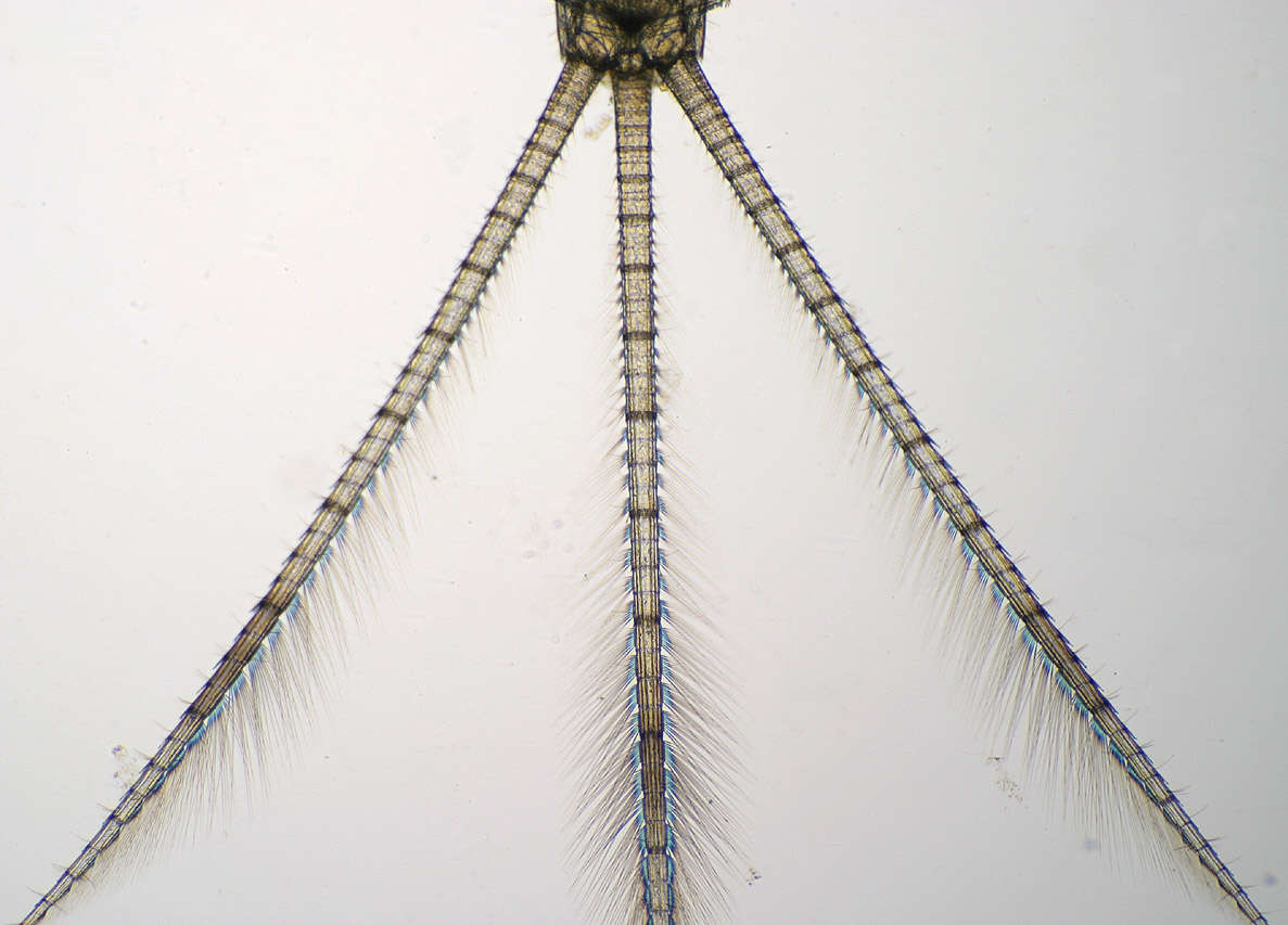 Image of Cloeon dipterum (Linnaeus 1761)