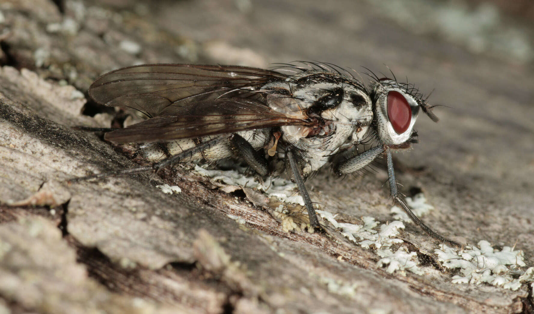 Image of Eustalomyia festiva (Zetterstedt 1845)