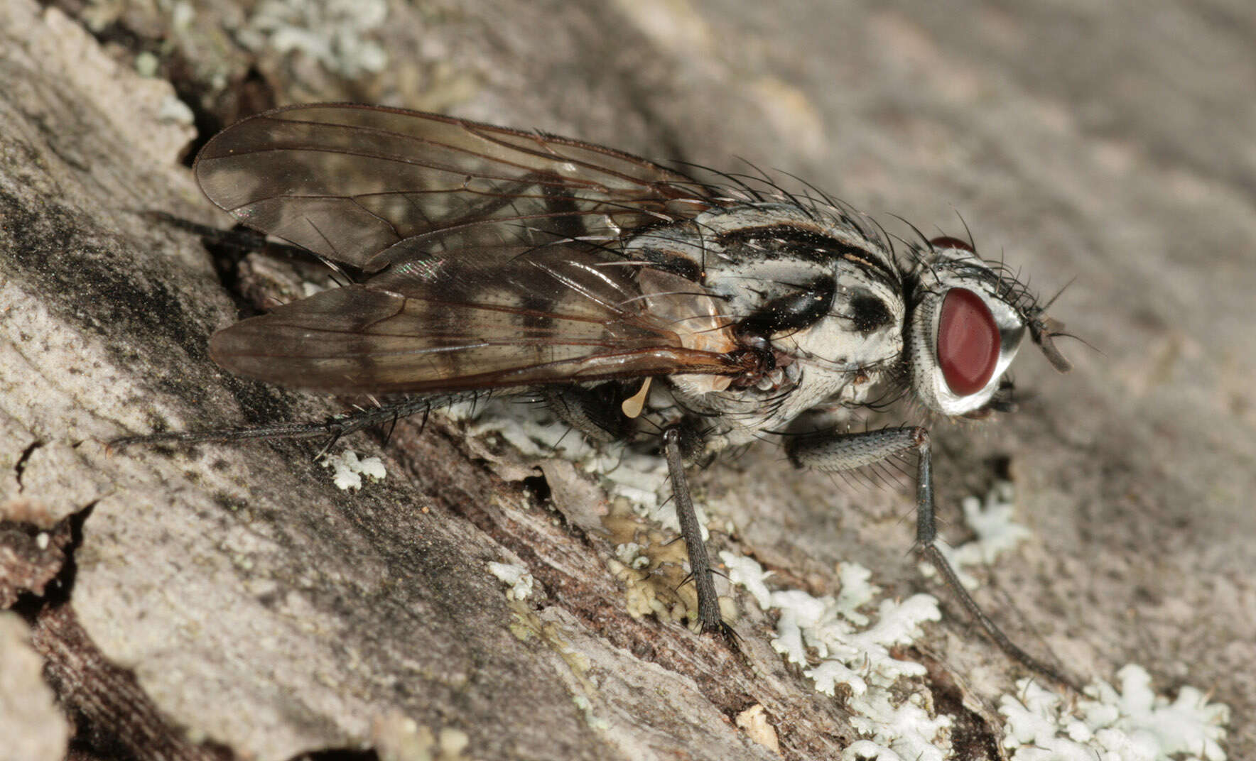 Image of Eustalomyia festiva (Zetterstedt 1845)