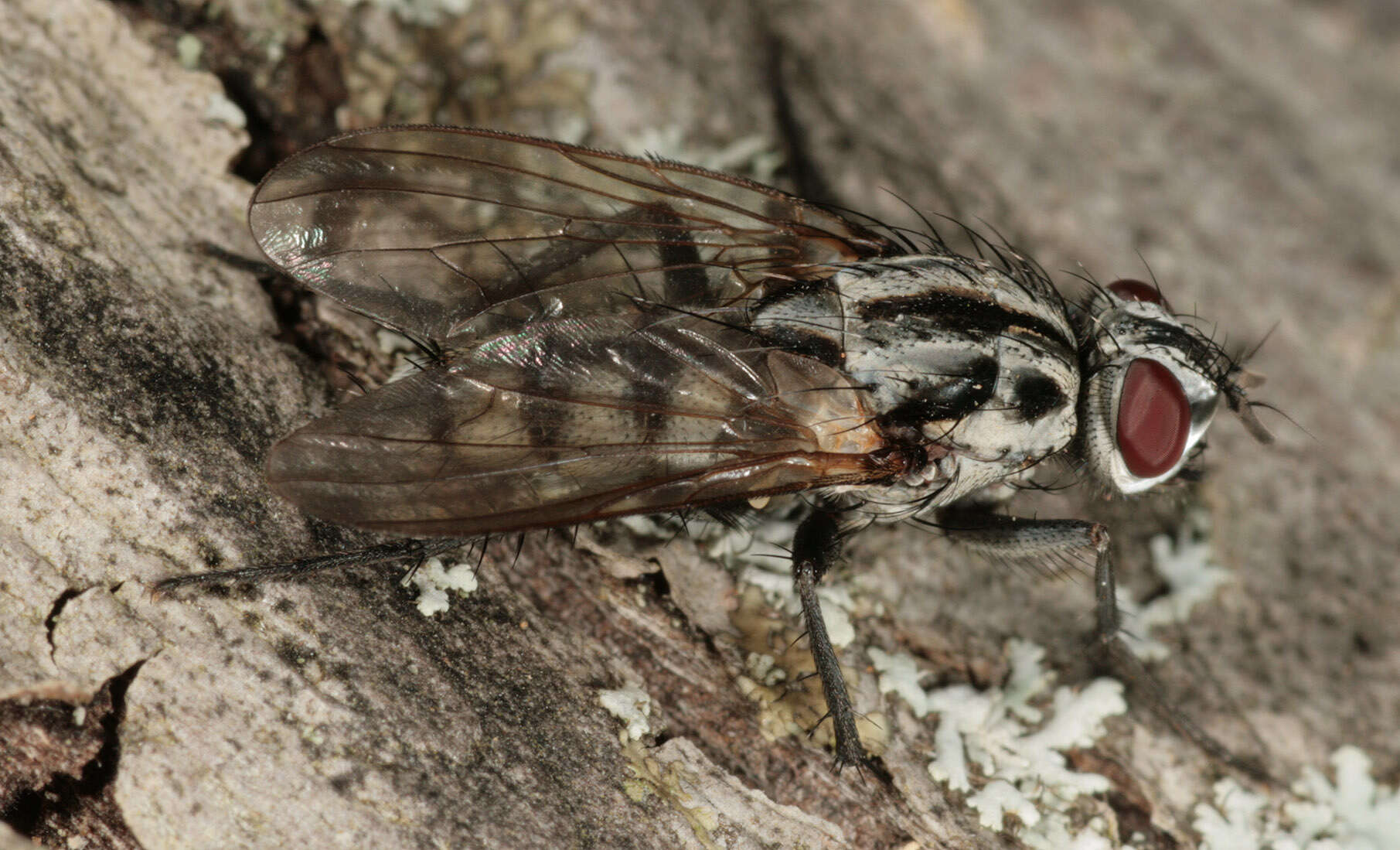 Image of Eustalomyia festiva (Zetterstedt 1845)