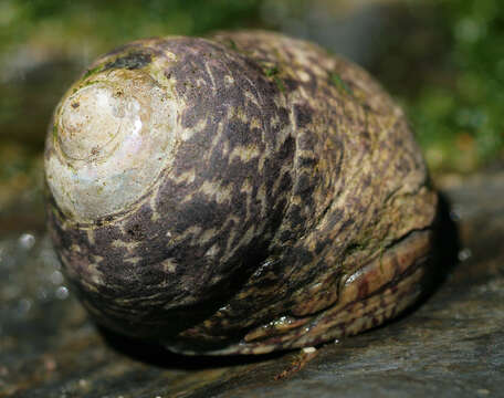 Image of Phorcus lineatus (da Costa 1778)