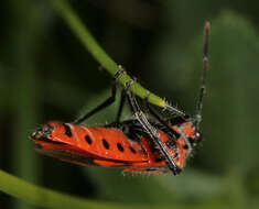 Image of black & red squash bug